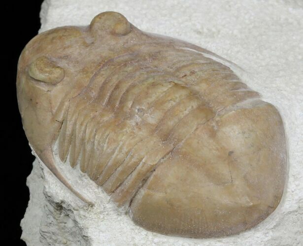 Asaphus Platyurus Trilobite - Russia #31312